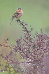 Larrabetzu, Bizkaia/Spain; Mar. 09, 2020. Rainny day in the field. Common chaffinch (Fringilla coelebs) in a blackthorn (Prunus spinosa) bush in winter.