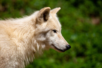 arctic wolf portrait in close up