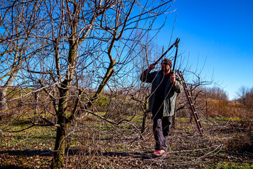 Gardener is cutting branches, pruning fruit trees with long shears in the orchard