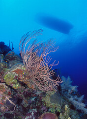 Boat and Black Coral
