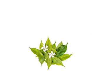 Green Leafs on White Background  