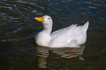 White pekin duck, also known as Aylesbury duck