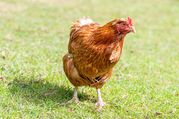 Ex battery chicken Rhode Island Red now free to roam