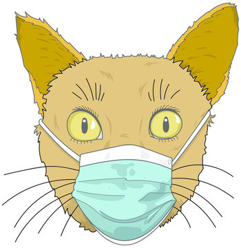 Chat portant un masque