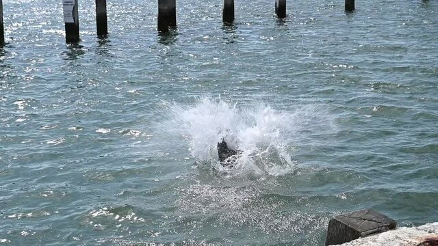 Black Labrador jumping into the water after a ball and making a large splash in slow motion.