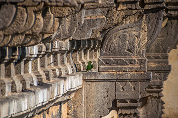 A parrot sitting on the side wall of heritage structure of Gol Ghumbaj. - obrazy, fototapety, plakaty