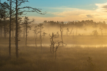 A beautiful colorful foggy sunset or sunrise with steamy swamp lakes or bog pools, a forest and some dry bare trees in the grass with copy space
