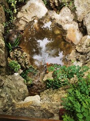cat watching frogs in springs lake