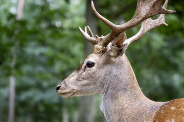 close up of a fallow deer buck 