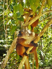 
Madagascar- Island of Nosy Komba-the island lemurs