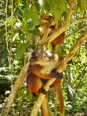 Obraz premium Madagascar- Island of Nosy Komba-the island lemurs