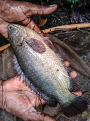 Anabus fish in human hand catches from water.