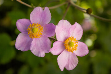 Herbst-Anemonen Blüten