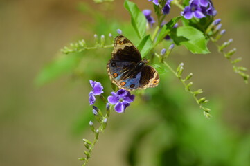 butterfly on flower