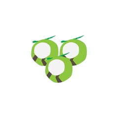 light green coconut vector