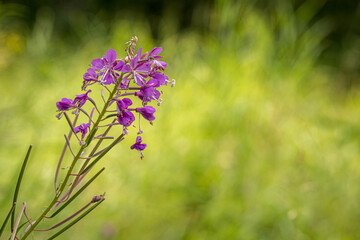 Fireweed Blossom 