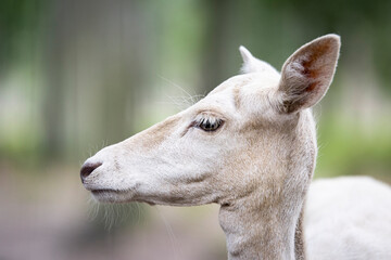 A white fallow deer doe in the forest 