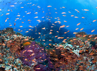 Beautiful underwater world with corals and tropical fish.