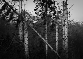 Obraz premium Black and white mountain landscape of a storm-ravaged fir forest. Fallen and bare trunks. Fir woods ravaged by the fury of storm Vaia. High contrast. Monte Avena, Belluno, Italy