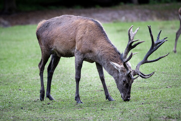 Red deer buck grazing in a clearing in a forest, Germany