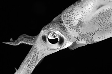 Fototapeta premium Black and White Squid