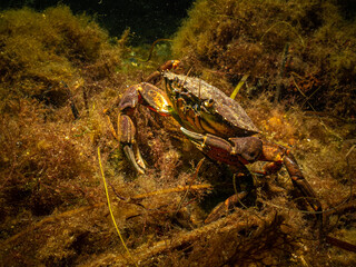 A closeup picture of a crab in a beautiful marine environment. Picture from Oresund, Malmo Sweden