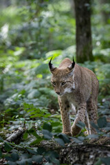 lynx walking in the woods portrait 
