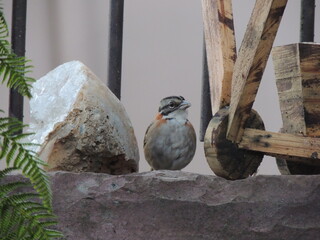 natureza