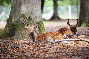 Sika deer in the forest