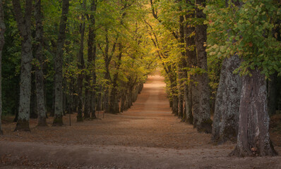 Paisaje natural con un largo camino de tierra flanqueado por hileras de árboles 