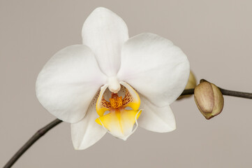 Flor de orquídea Phalaenopsis blanca con capullos sin florecer en relajante decoración de spa con...