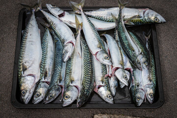 A fresh catch of mackerel on a tray