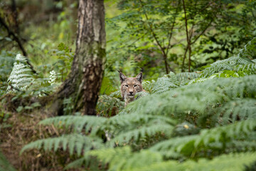 lynx hiding in the forest 