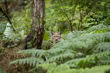  lynx hiding in the forest  © Paul