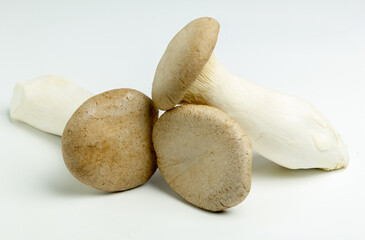 King Oyster mushroom isolated on the white background.