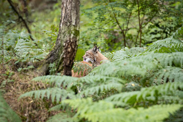 A pair of Eurasian lynx grooming in the woods 