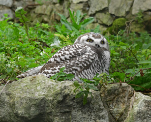 Young Snowy owl (Bubo scandiacus) in grass