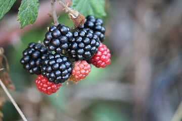 Mûres sauvages
