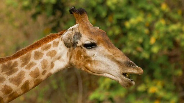 Close up portrait of a funny giraffe that chewsing leaves. Wildlife and nature stock footage.