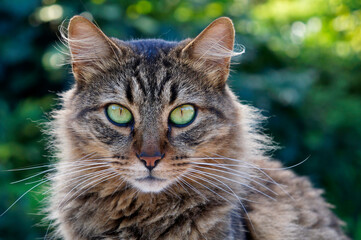 Domestic cat with green eyes