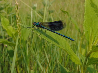 blue dragonfly on a green leaf