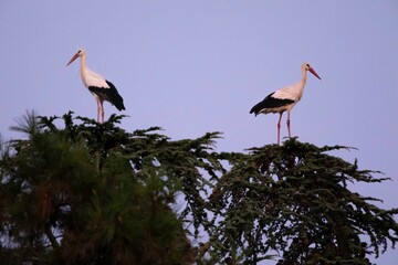 Pareja de cigueñas blancas (ciconia ciconia) al anochezer