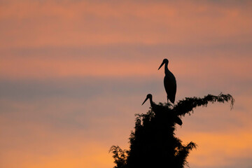 Silueta de una pareja (dos, 2) cigueñas blancas (ciconia ciconia) posadas sobre un árbol al atardecer 