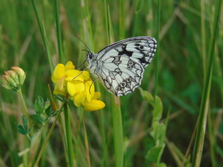 butterfly on a flower