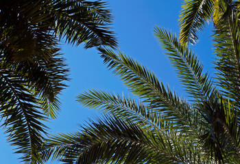 Fototapeta na wymiar Date palm tree leaves and blue sky