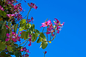 Pink orchid tree flowers (Bauhinia blakeana)