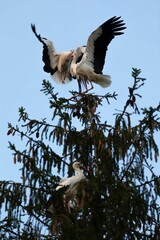 Cigueñas blancas (ciconia ciconia) batallando por un posadero al anochezer