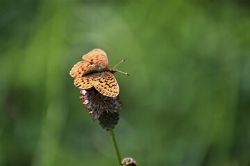Butterfly on a flower