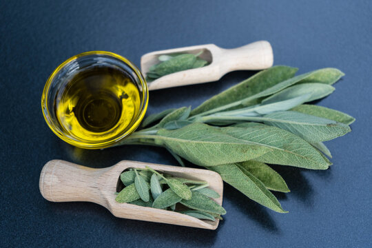 Salbei (Salvia) ist eine Pflanzengattung in der Familie der Lippenbl&uuml;tler (Lamiaceae)