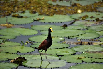 Bird on the Lily Pads